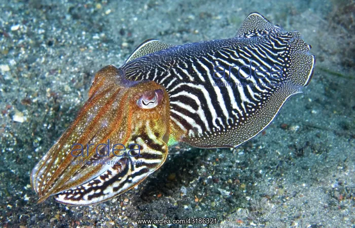 : Cuttlefish (Sepia officinalis) above the bottom : Cuttlefish (Sepia officinalis) above the bottom