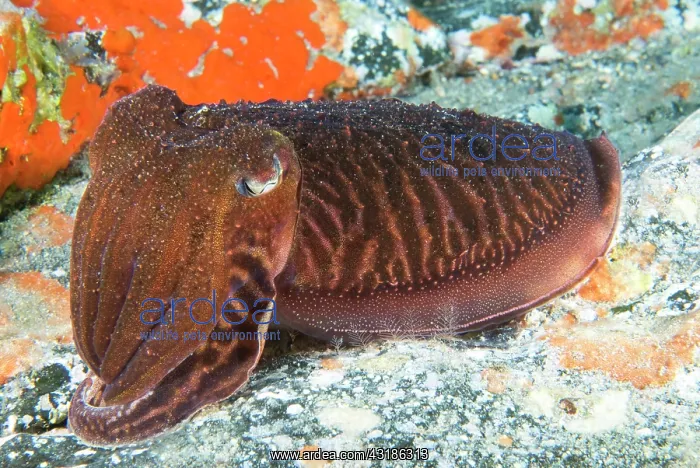 : Cuttlefish (Sepia officinalis) on the bottom, Tenerife : Cuttlefish (Sepia officinalis) on the bottom, Tenerife