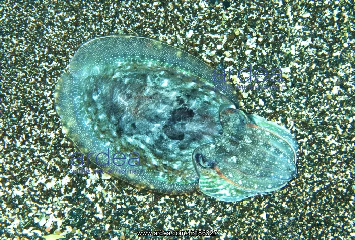 : Cuttlefish (Sepia officinalis) on the bottom, Tenerife : Cuttlefish (Sepia officinalis) on the bottom, Tenerife