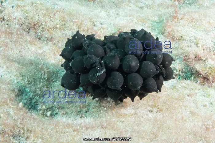 : Cuttlefish (Sepia officinalis) eggs, Tenerife, Canary : Cuttlefish (Sepia officinalis) eggs, Tenerife, Canary