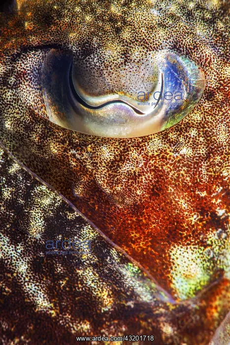 : Cuttlefish (Sepia officinalis), Tenerife, Marine : Cuttlefish (Sepia officinalis), Tenerife, Marine