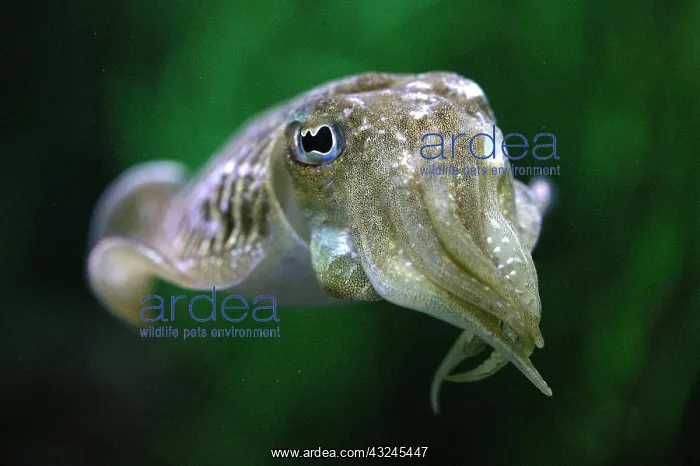 : Cuttlefish, sepia sp : Cuttlefish, sepia sp