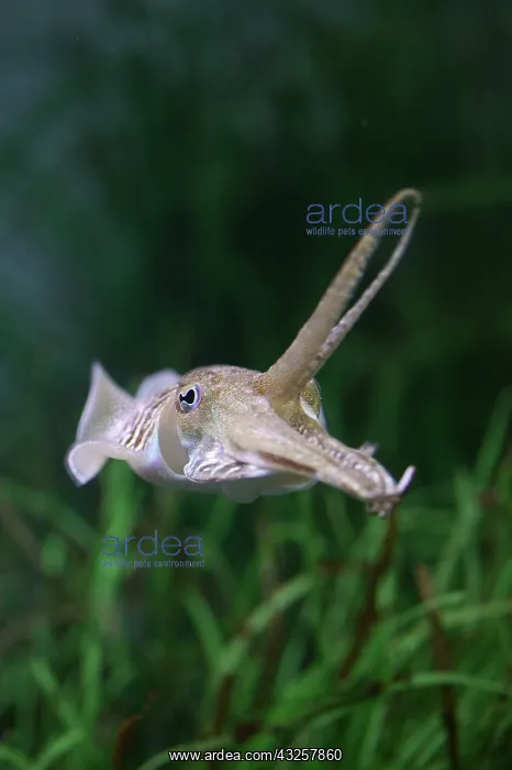 : Cuttlefish, sepia sp : Cuttlefish, sepia sp