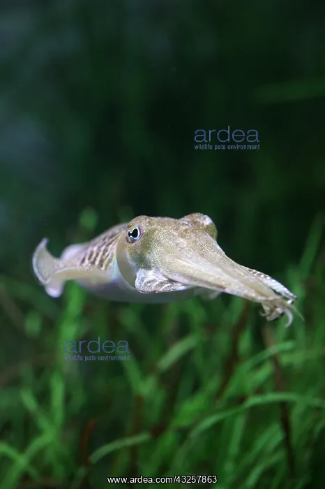 : Cuttlefish, sepia sp : Cuttlefish, sepia sp