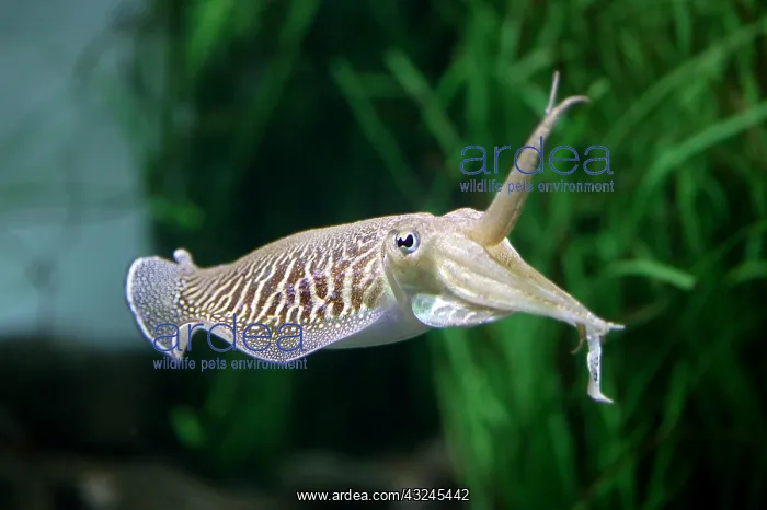 : Cuttlefish, sepia sp. Adult : Cuttlefish, sepia sp. Adult