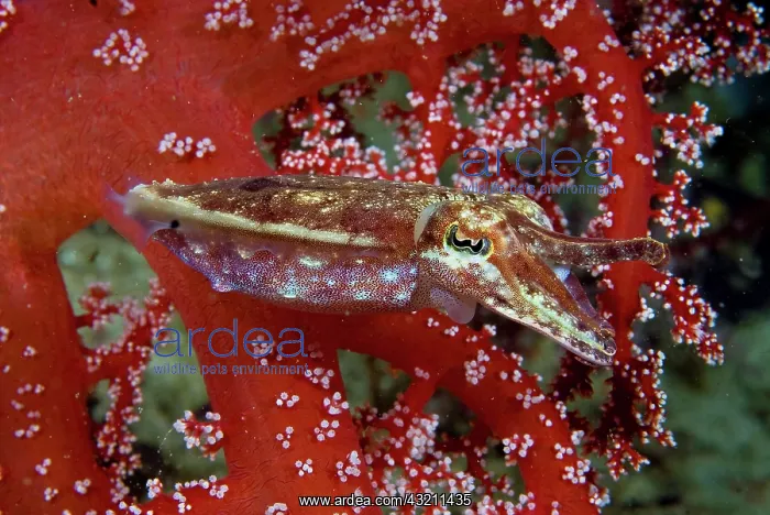 : Cuttlefish (Sepiida) amid corals, Raja Ampat : Cuttlefish (Sepiida) amid corals, Raja Ampat