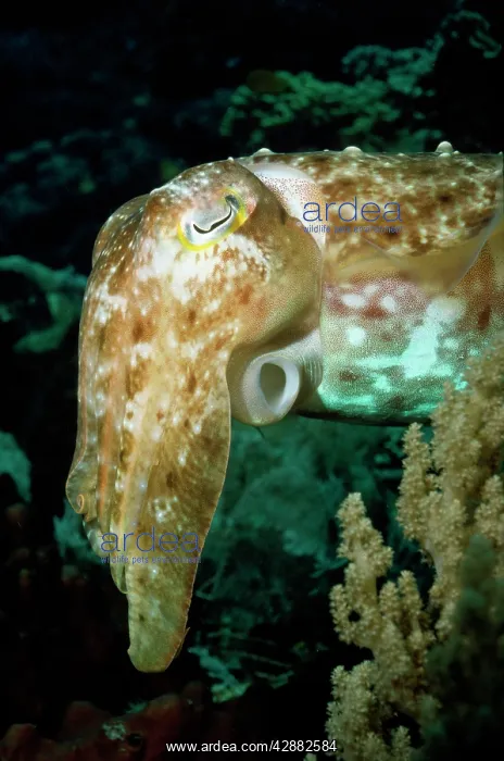 : Cuttlefish - showing siphon : Cuttlefish - showing siphon