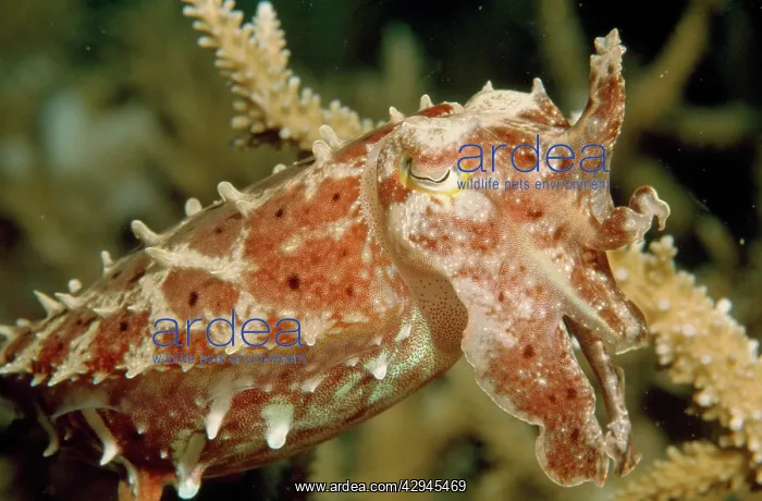 : Cuttlefish - among Staghorn Coral : Cuttlefish - among Staghorn Coral