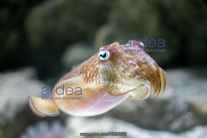  : Cuttlefish - UK