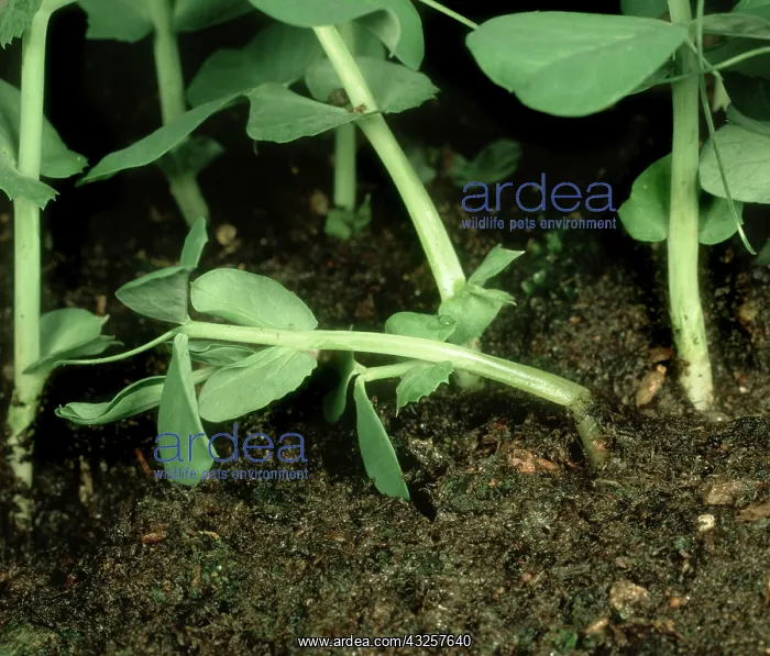 : Cutworm damage to Pea : Cutworm damage to Pea