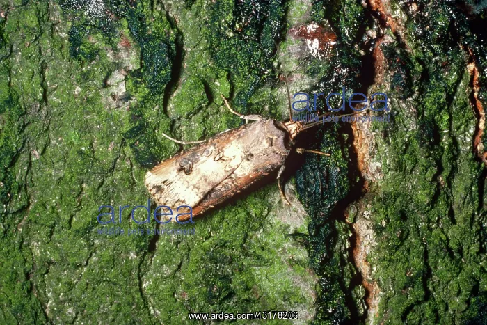 : Cutworm Moth : Cutworm Moth