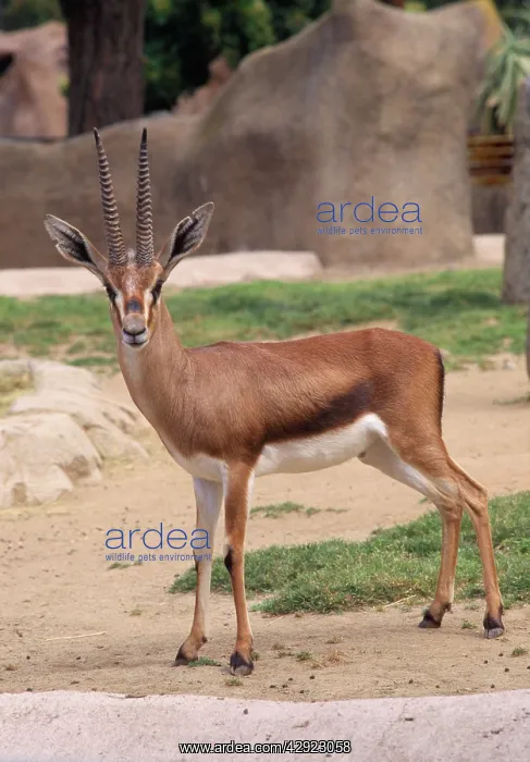  : Cuvier's  /  Atlas  /  Edmi Gazelle - endangered, male