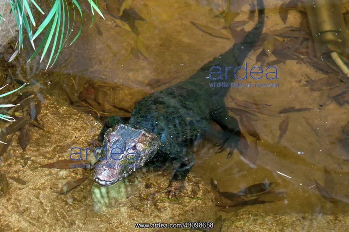 : Cuvier's Dwarf Caiman : Cuvier's Dwarf Caiman