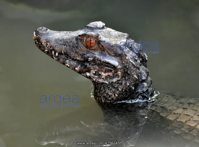 : Cuvier's Dwarf Caiman. freshwaters northern and : Cuvier's Dwarf Caiman. freshwaters northern and