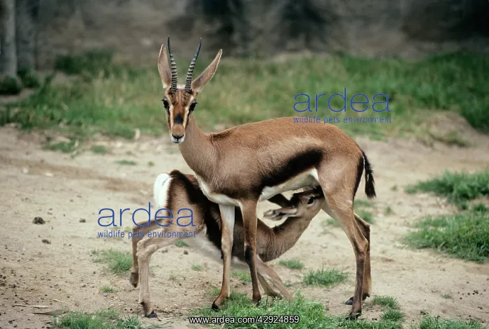 : Cuvier's gazelle - female with Infant suckling : Cuvier's gazelle - female with Infant suckling
