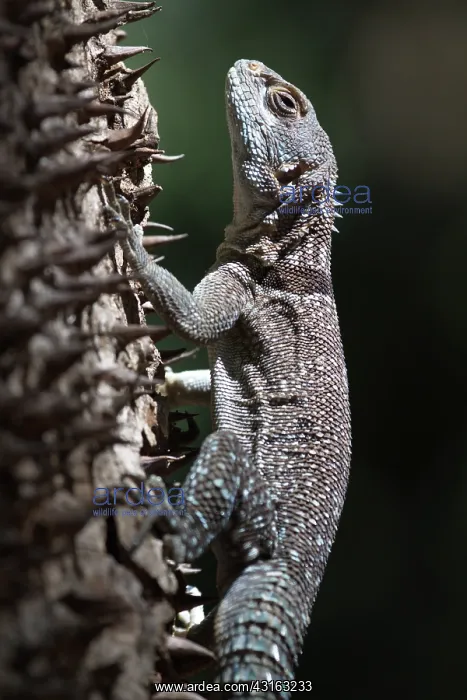 : Cuvier's Madagascar Swift (Oplurus cuvieri) climbing the spi : Cuvier's Madagascar Swift (Oplurus cuvieri) climbing the spi