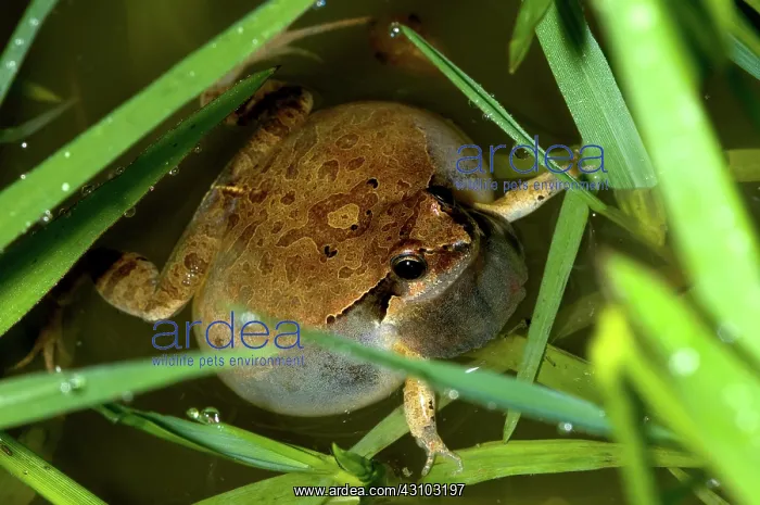: Cuyaba Dwarf Frog, Brazil : Cuyaba Dwarf Frog, Brazil