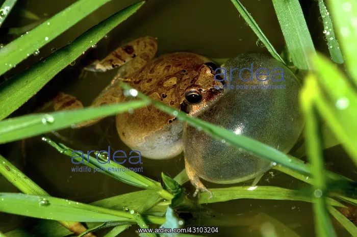 : Cuyaba Dwarf Frog, Brazil : Cuyaba Dwarf Frog, Brazil