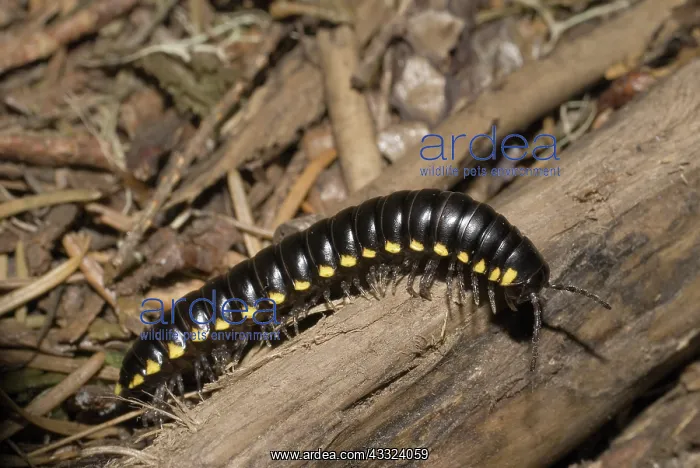  : Cyanide Millipede