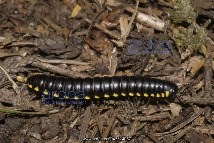  : Cyanide Millipede