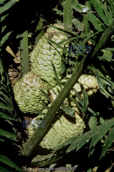 : Cycad cones - male : Cycad cones - male