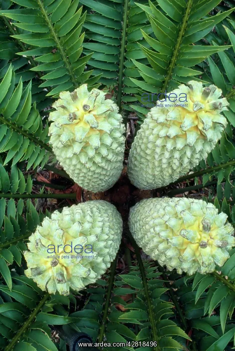  : CYCAD (Cycad encephalartos)