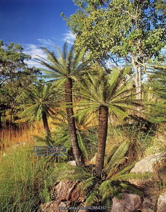 : Cycad (Cycas calcicola) and Eucalyptus woodland : Cycad (Cycas calcicola) and Eucalyptus woodland