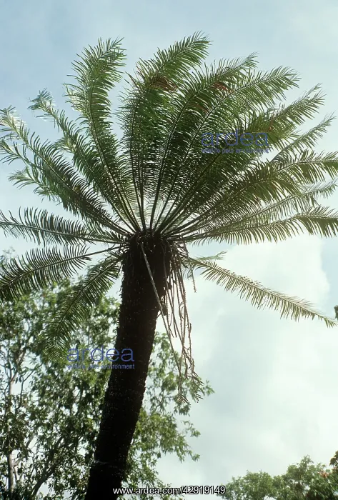  : CYCAD (Cycas circinalis)
