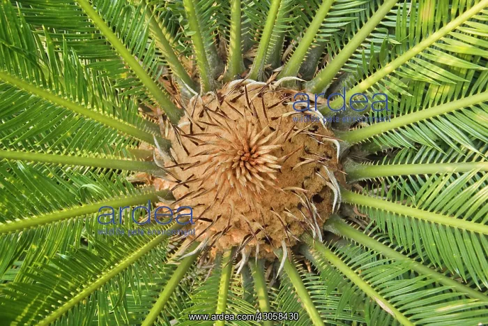 : Cycad, Cycas cycadaceae : Cycad, Cycas cycadaceae