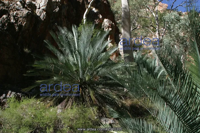 : Cycad - The decline of the Black-footed Rock Wallaby : Cycad - The decline of the Black-footed Rock Wallaby