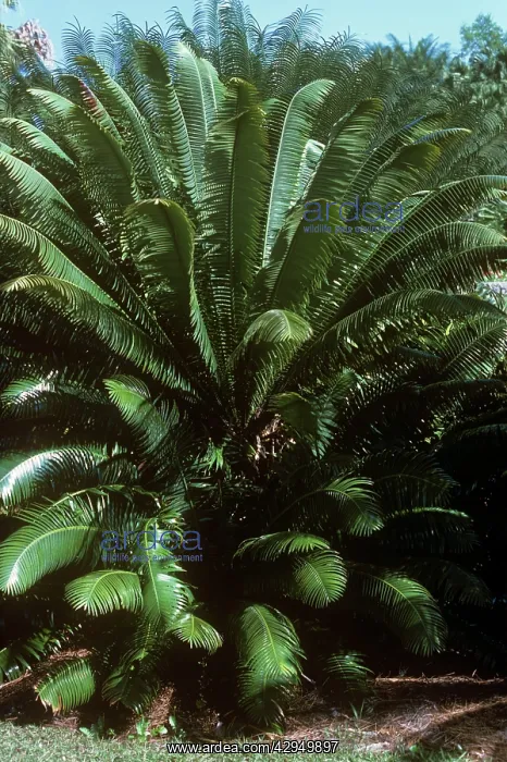  : Cycad (Dioon spinulosum ). Mexico. Cycadaceae