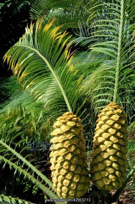 : Cycad - Female Cones : Cycad - Female Cones