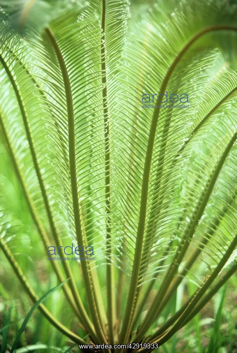  : Cycad - fronds