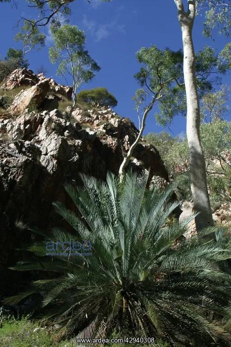 : Cycad - Listed as vulnerable : Cycad - Listed as vulnerable
