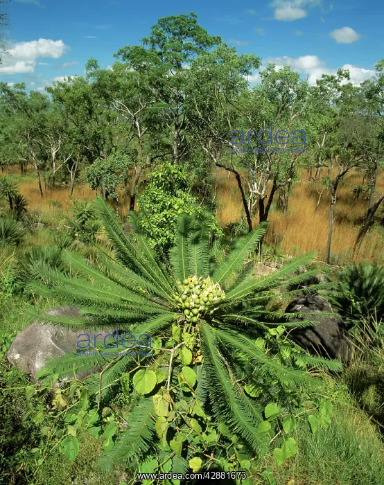 : Cycad - Litchfield National Park : Cycad - Litchfield National Park