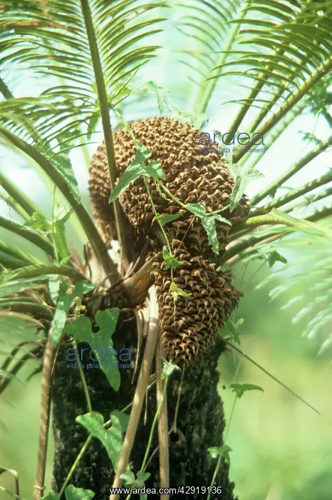 : CYCAD - MALE CONE : CYCAD - MALE CONE