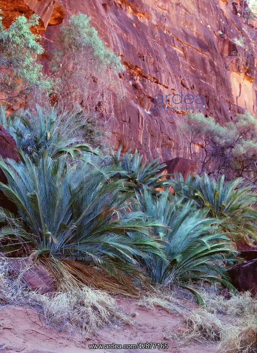 : Cycad - vulnerable species, endemic to southern : Cycad - vulnerable species, endemic to southern