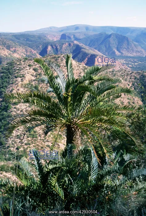 : Cycads (Encephalatatos longifolia). Eastern Cape South Africa : Cycads (Encephalatatos longifolia). Eastern Cape South Africa