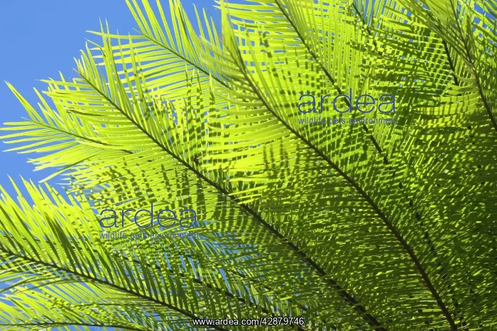  : Cycads after the fire - detail of a cycad's freshly