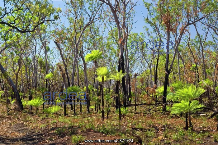 : Cycads after the fire - forest in Far North of : Cycads after the fire - forest in Far North of
