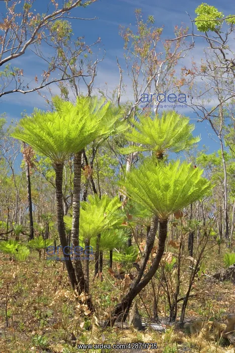 : Cycads after the fire - forest in Far North of : Cycads after the fire - forest in Far North of