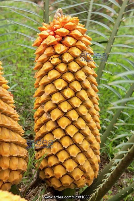 : Cycas Sago Palm - Carpophore : Cycas Sago Palm - Carpophore