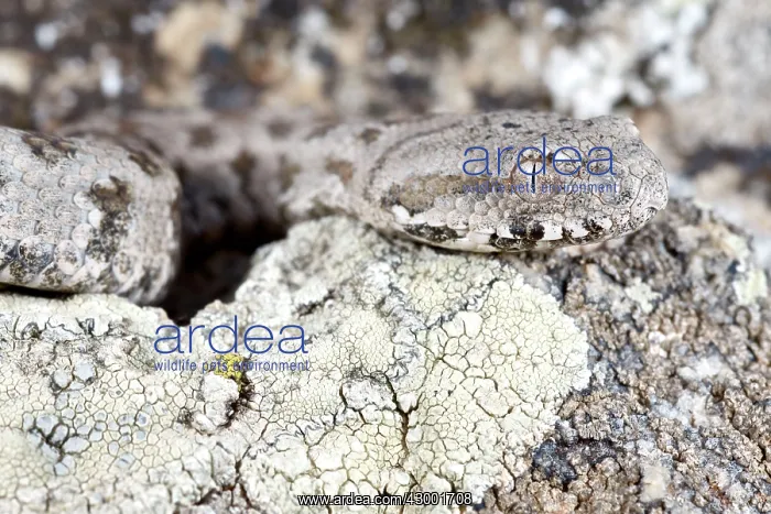 : Cyclades Blunt-nosed Viper : Cyclades Blunt-nosed Viper