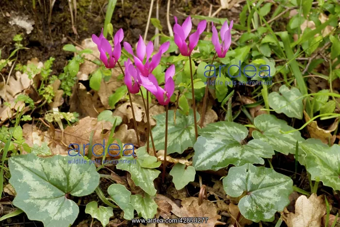  : A cyclamen