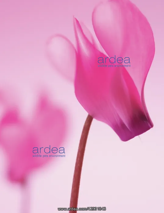 : Cyclamen. Cyclamen : Cyclamen. Cyclamen