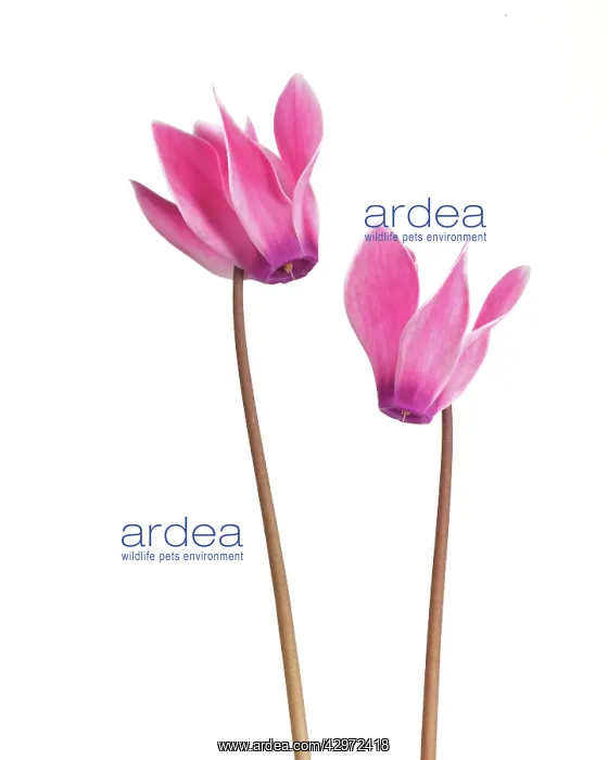 : Cyclamen, Cyclamen persicum : Cyclamen, Cyclamen persicum