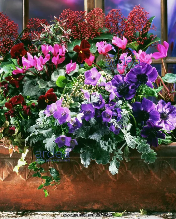 : Cyclamen : Cyclamen