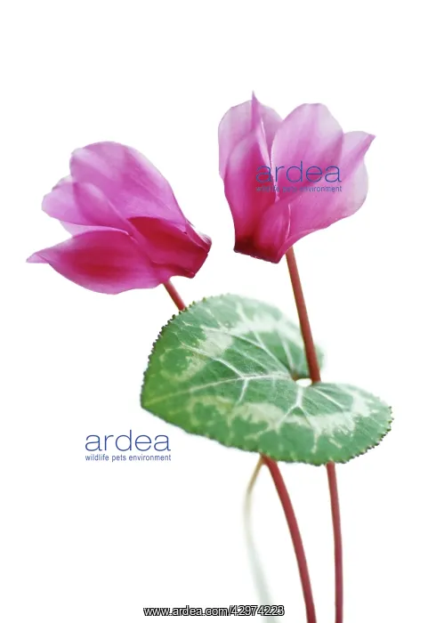 : Cyclamen : Cyclamen