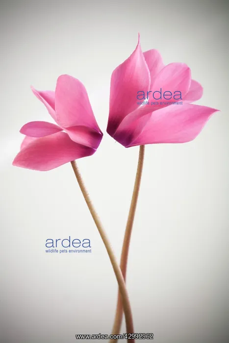 : Cyclamen : Cyclamen
