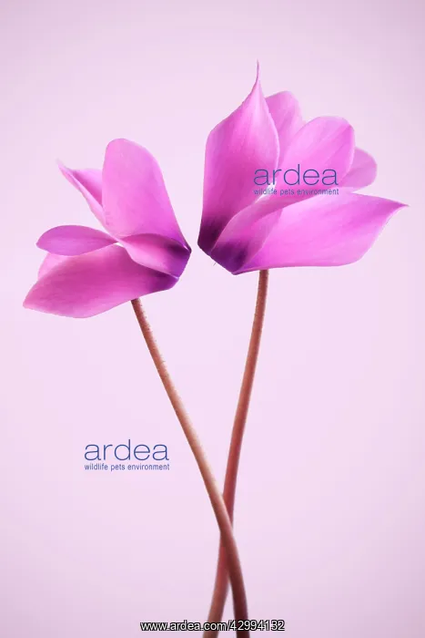 : Cyclamen : Cyclamen